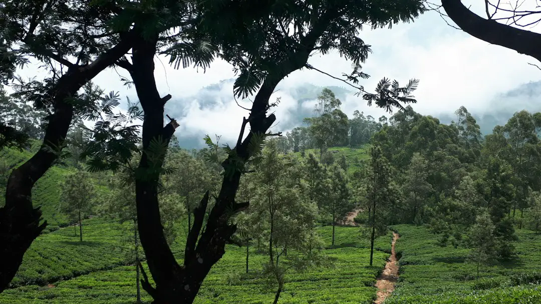 a green field with trees