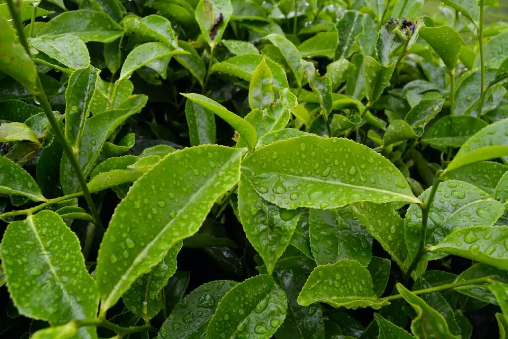 America’s Top 20 Teas: A 2025 Guide ☕ - Tea Brands