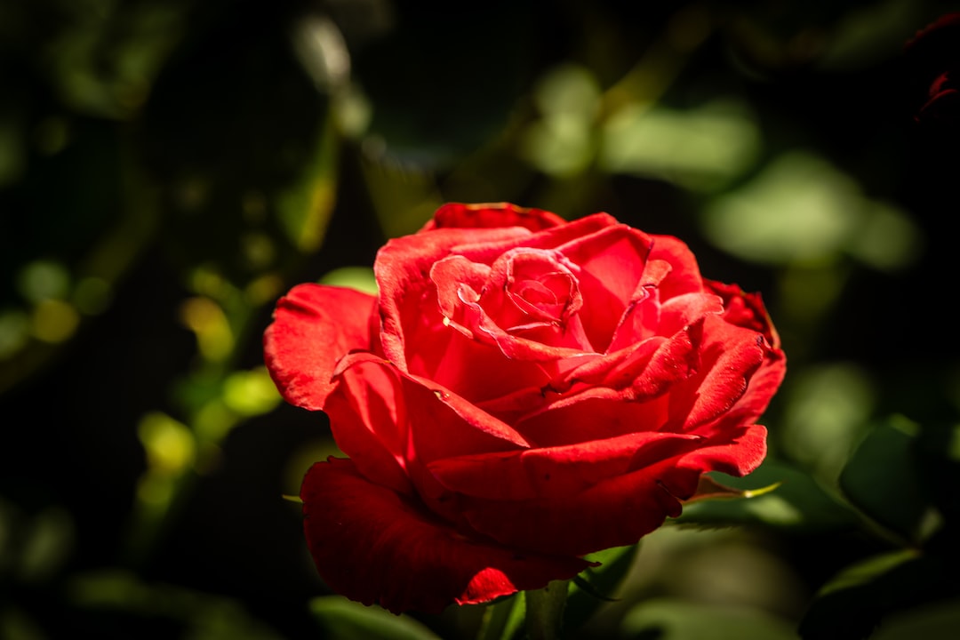 a close up of a red rose in the sun