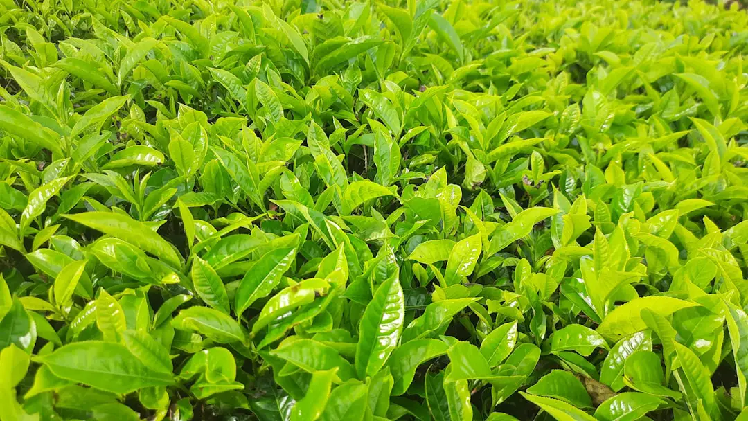 a close up of some leaves