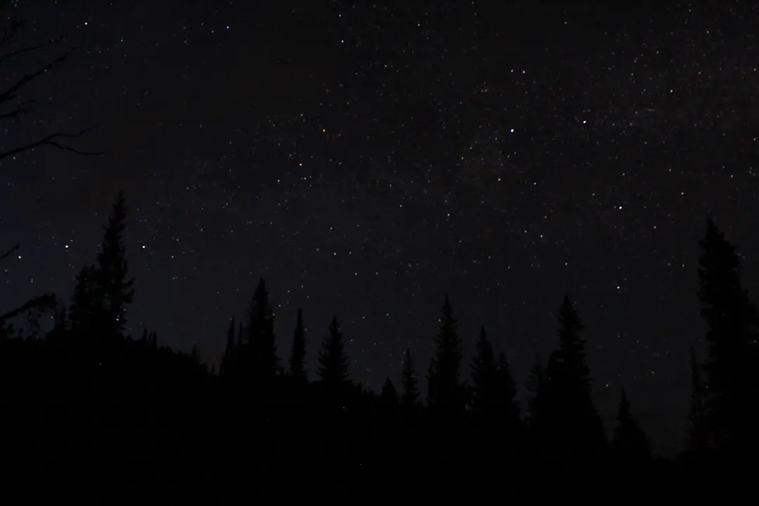 silhouette of trees
