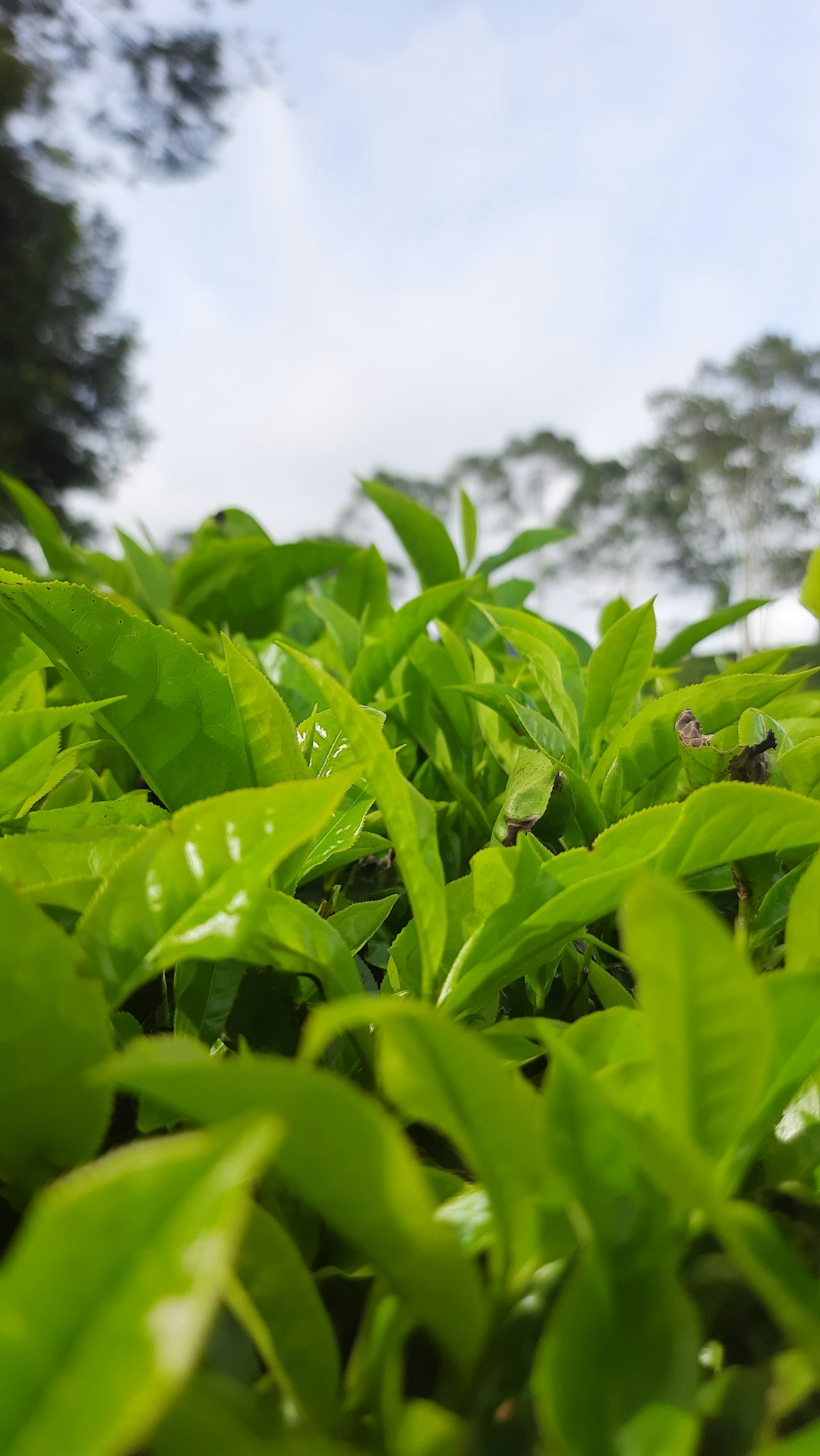 close up of a plant