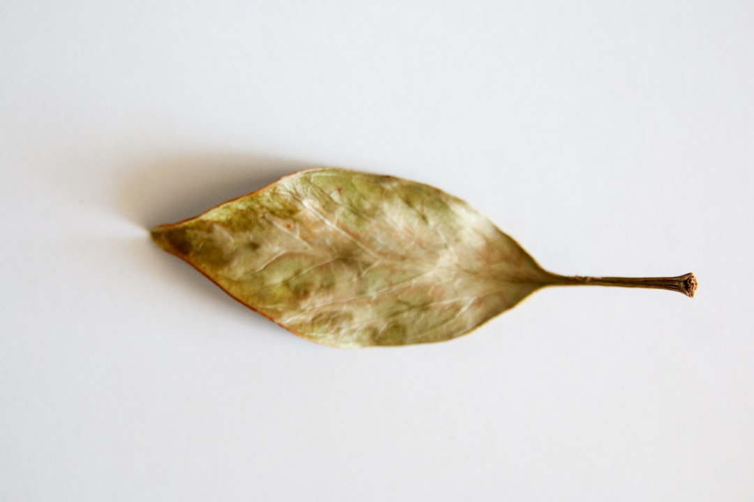 A single leaf on a white surface