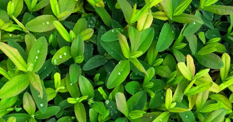 Featured image for What Is the Difference Between Black, Green, and White Tea 2026