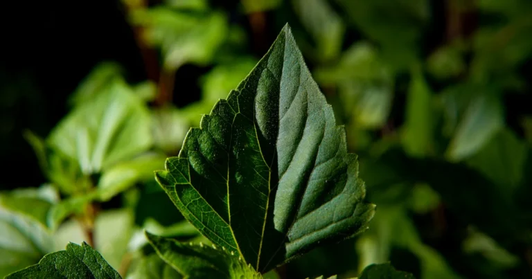 Featured image for Are Herbal Teas Real Tea 7 Surprising Benefits You Need to Know