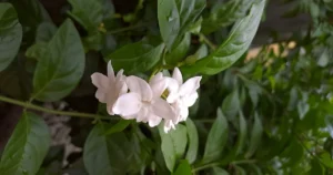 Featured image for Can I Grow My Own Tea at Home 7 Easiest Types to Cultivate 2026