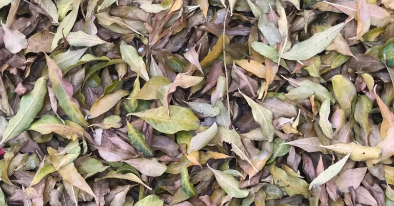 Featured image for What Is a Highly Quality Grade of Black Tea 7 Grades Explained 2026